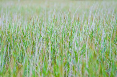 Otların yatay bileşimi güzel bir arkaplan oluşturuyor..