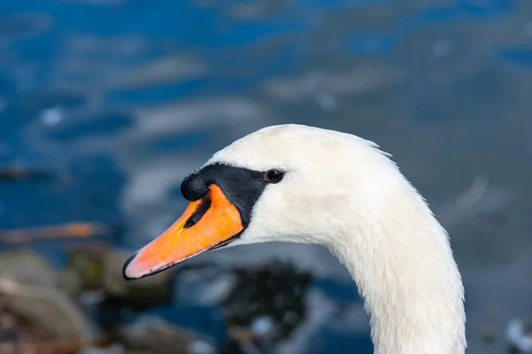 Close Lindo Longo Pescoço Cisne Cisne Mudo Cygnus Olor — Fotografia de Stock