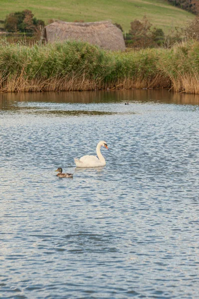 Ein Einzelner Stummer Schwan Schwimmt Auf Dem See Cygnus Olor — Stockfoto