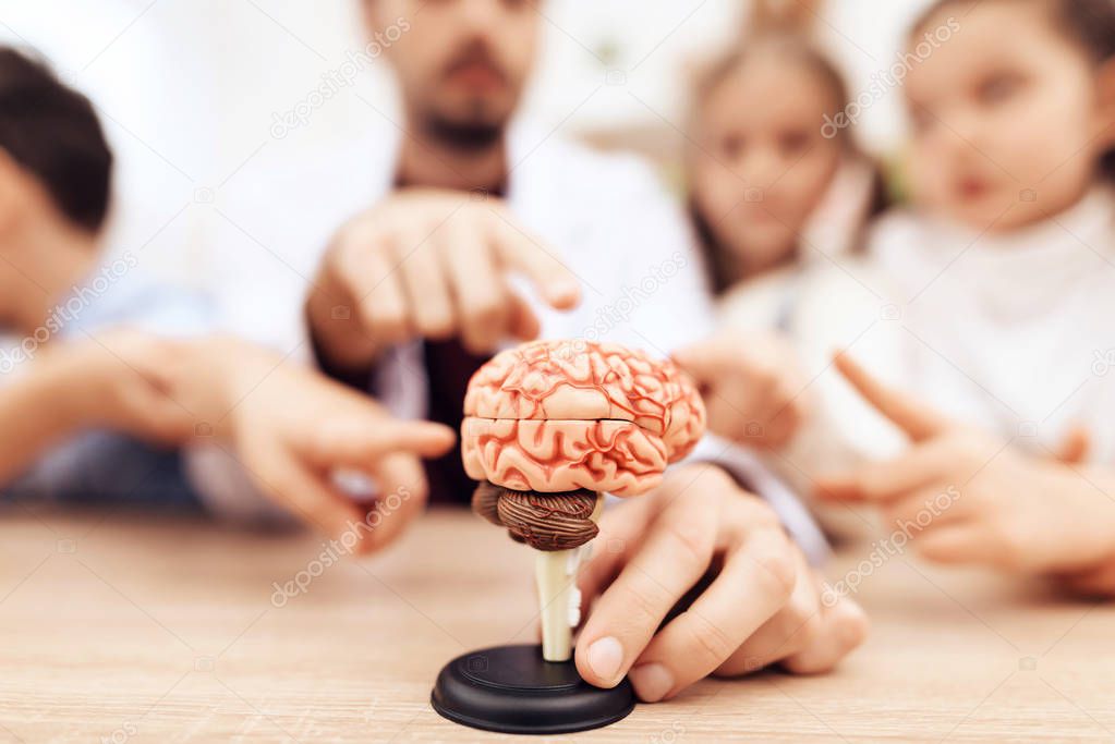 Children with teacher looking at a model of the human brain.
