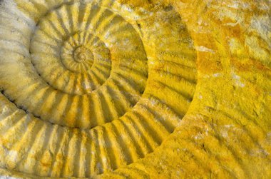 Tarih öncesi Ammonit fosil taşın yüzeyi closeup.