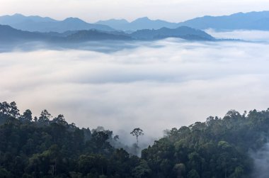 A lone tree in the morning fog in dense tropical rainforest Kaeng Krachan, Phetchaburi, Thailand. clipart