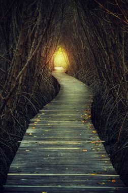 mangrov ormanın içinde yürüyüş 