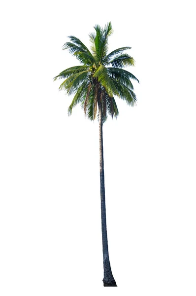 Kokosowe Drzewo Białym Tle Białym Ścieżką Przycinającą — Zdjęcie stockowe