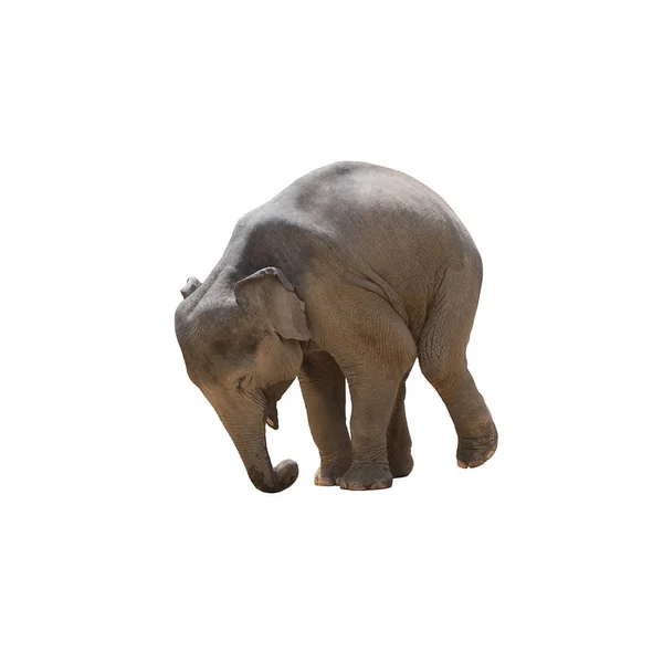 Asiatischer Elefant Isoliert Auf Weißem Grund Mit Schneideweg — Stockfoto