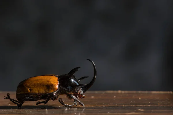 Coléoptère Rhinocéros Sur Sol Bois Avec Fond Noir — Photo