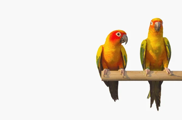 Sun Conure Pappagallo Urlando Branch Isolato Bianco Con Percorso Ritaglio — Foto Stock