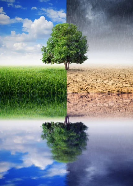 Landscape Trees Reflections Changing Environment Concept Climate Change — Stock Photo, Image