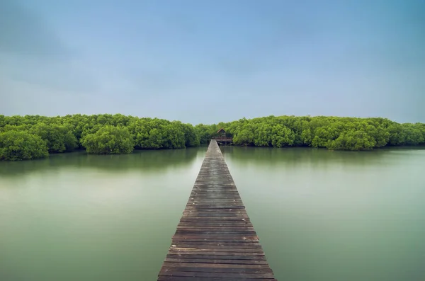 Träbro Som Leder Till Mangrove Skog Bro Havet — Stockfoto