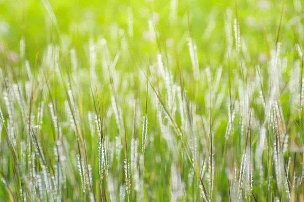 Wiesen Gras Schwankt Mit Dem Wind Der Für Hintergrund Verschwimmen — Stockfoto