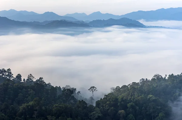 Lone Tree Morning Fog Dense Tropical Rainforest Kaeng Krachan Phetchaburi — Stock Photo, Image