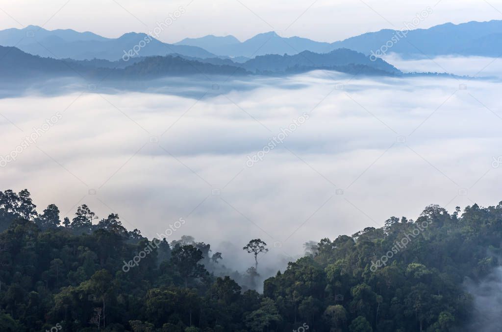 A lone tree in the morning fog in dense tropical rainforest Kaeng Krachan, Phetchaburi, Thailand.