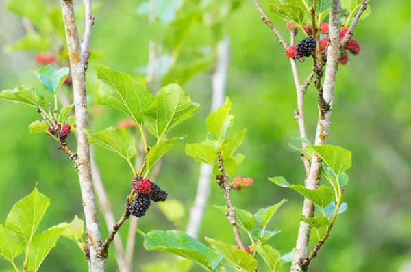 Fresh mulberry on tree, Berry fruit in nature. — Stock Image Fresh Mulberry Tree Berry Fruit Nature Stock Photo
