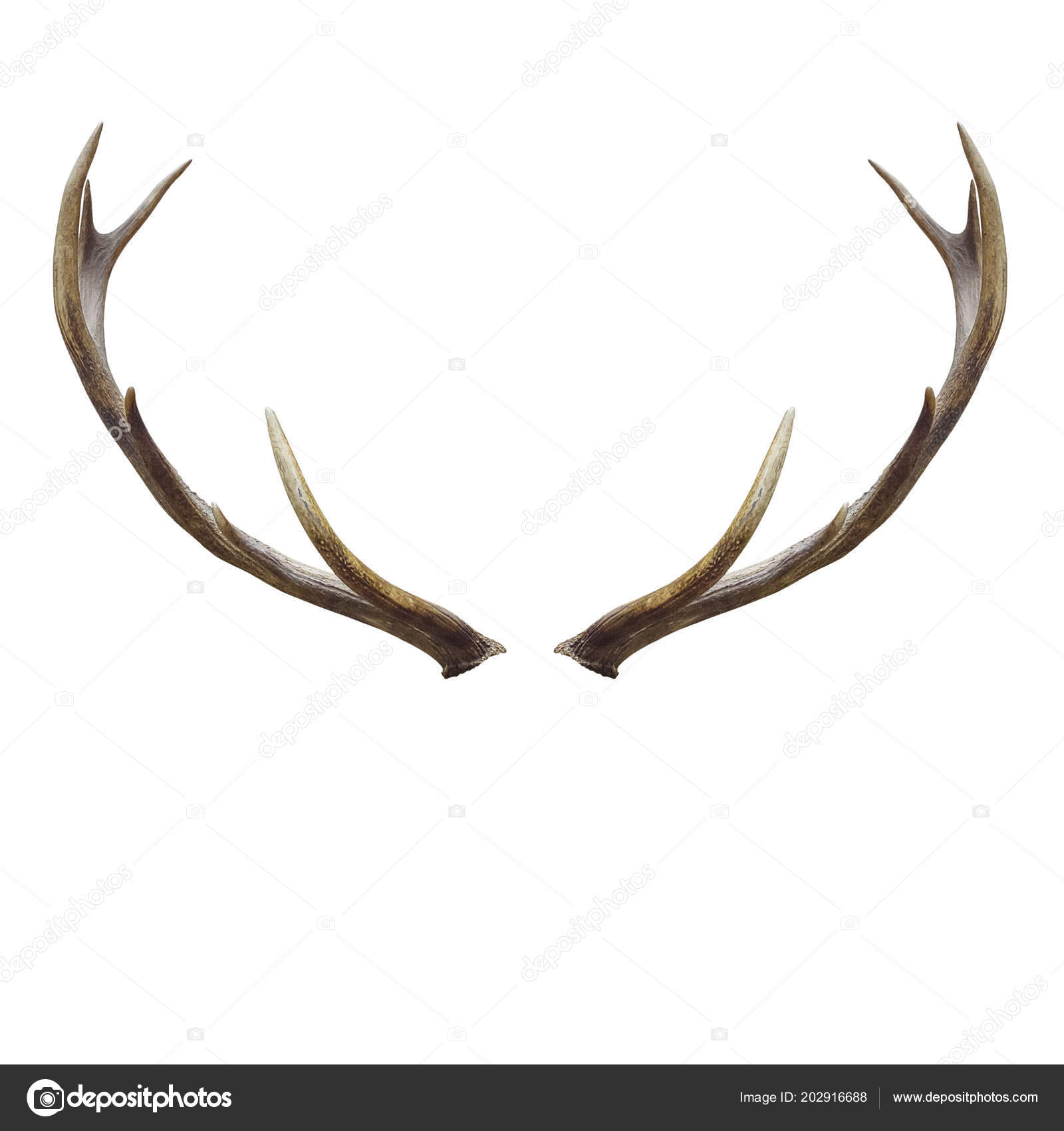 https://st4.depositphotos.com/1653005/20291/i/1600/depositphotos_202916688-stock-photo-deer-horns-isolated-white-clipping.jpg