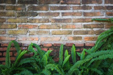 Tuğla duvar ile doğal çerçeve çiçek.