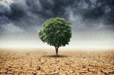 Картина, постер, плакат, фотообои "пейзаж деревьев с изменяющейся окружающей средой, концепция изменения климата
.", артикул 202916484