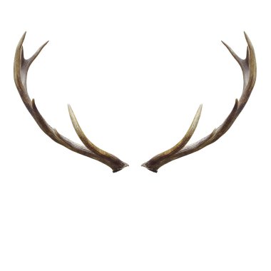Deer horns isolated on white with clipping path. clipart
