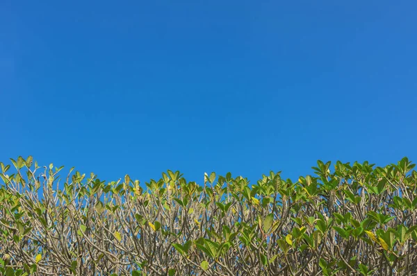 Gröna Blad Med Himlen Blå Löv Frangipani — Stockfoto