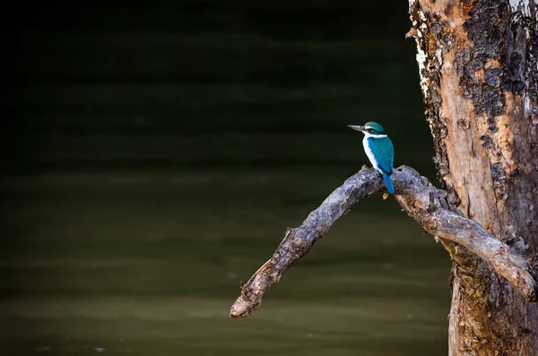 Beautiful Collared Kingfisher Copy Space Background — Stock Photo, Image