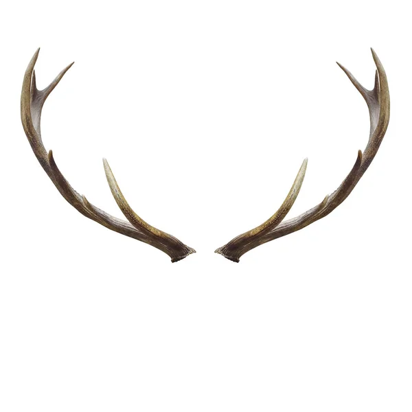 Deer Horns Isolated White Clipping Path — Stock Photo, Image