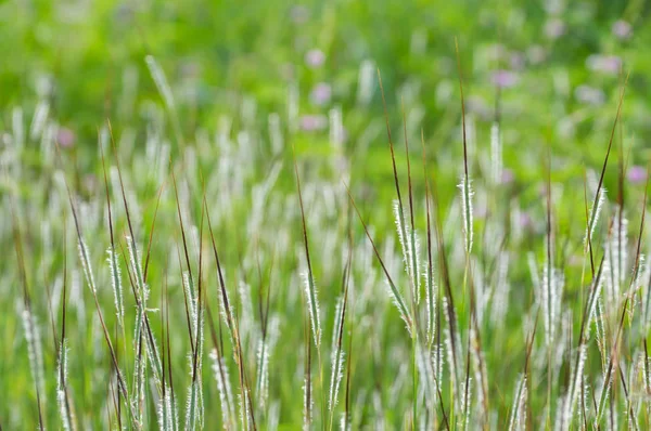 Weiden Gras Zwaaiend Met Wind Die Voor Achtergrond Vervagen Kan — Stockfoto