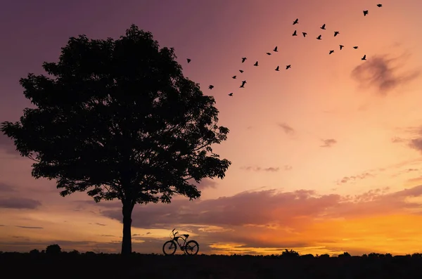 剪影树和自行车日落与鸟飞回巢 — 图库照片