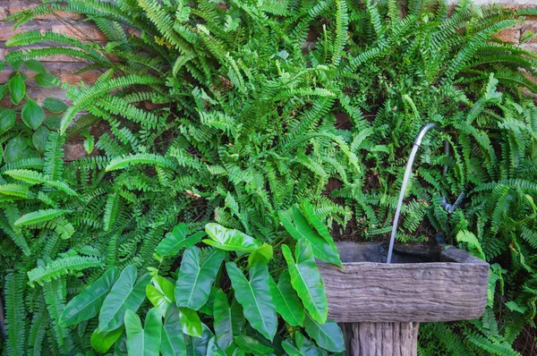 Fregaderos Pared Ladrillo Con Naturaleza Hiedra —  Fotos de Stock