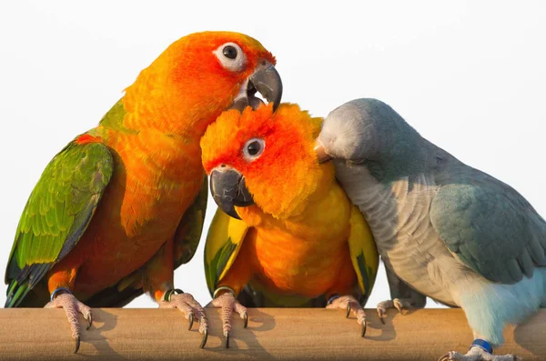 Sun Conure Loro Gritando Rama Aislado Blanco Con Camino Recorte —  Fotos de Stock