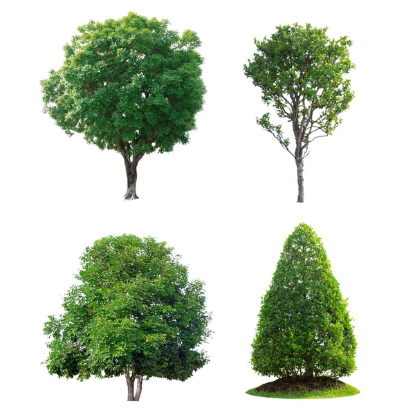 Колекція Зеленого Дерева Ізольована Білому Фоні — стокове фото