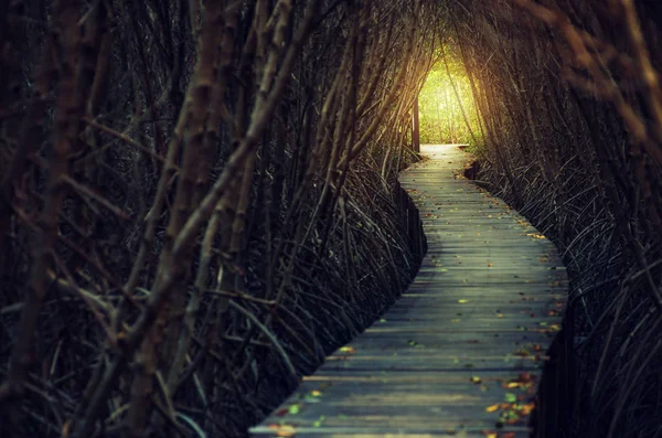 Passerelles Vers Forêt Mangroves — Photo