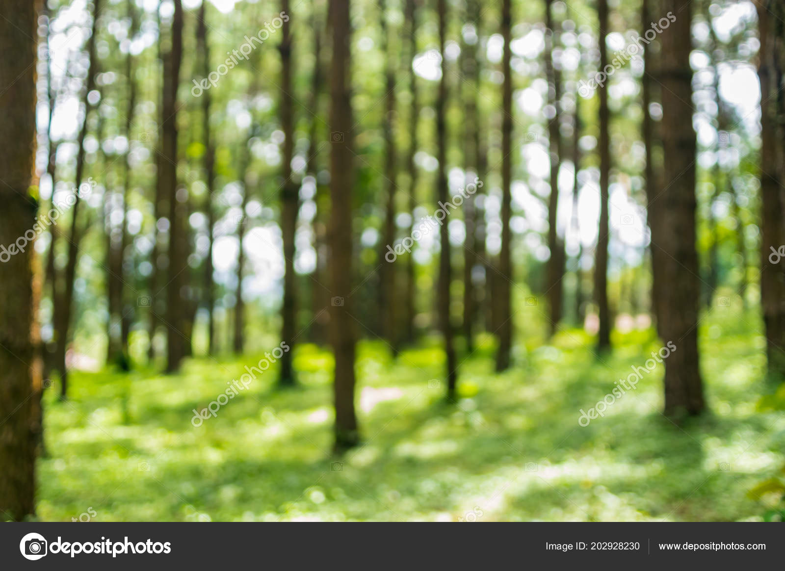 Blurred Background Image Pine Trees Forest Select Blur Focus Stock Photo by  ©nirutdps 202928230