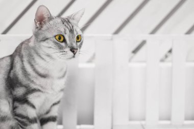 Beyaz ahşap sandalye üzerinde oturan gri kedi.