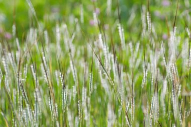 İçin arka plan bulanıklık rüzgar sallanan çayır çimen.