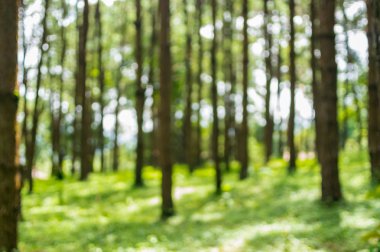 Bulanık arka plan resmi seçin ormandaki çam ağaçlarının bulanıklık odak.