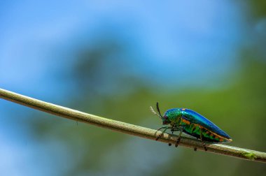 Mücevher böceği, Metalik ahşap sıkıcı böceği, bulanık doğa ile Buprestid.