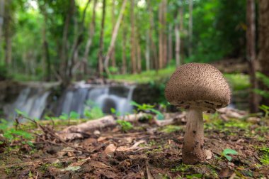 Tropik şelale yakınındaki ormanda mantar.