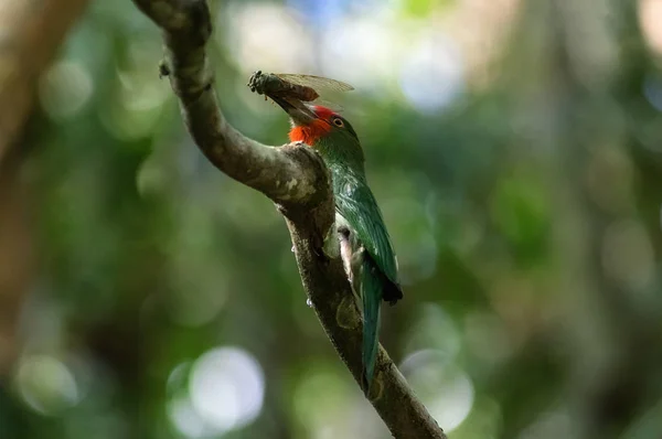 Beautiful Red Bearded Bee Eater Nyctyornis Amictus Bird Insect Prey — Stock Photo, Image