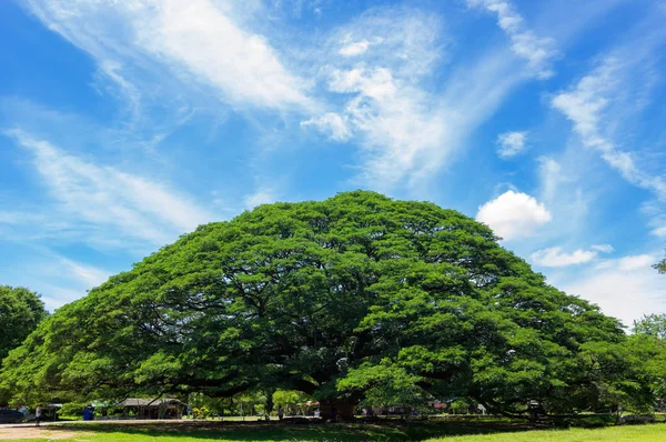 Μεγάλο Δέντρο Εκατοντάδες Χρόνια Παλιά Είναι Καταπληκτικό Μια Όμορφη Φύση — Φωτογραφία Αρχείου