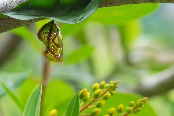 Crisalide Farfalla Lucido Dorato Appeso Una Foglia Con Sfondo Naturale — Foto Stock