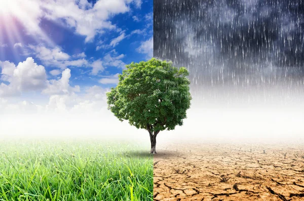 Landscape Trees Changing Environment Concept Climate Change — Stock Photo, Image