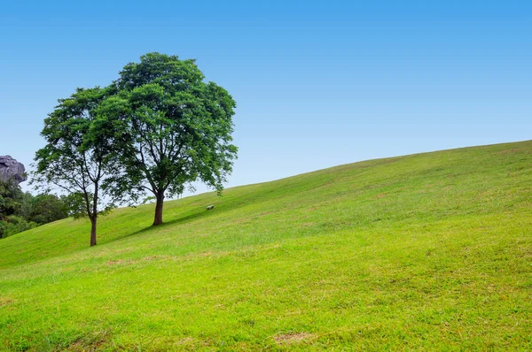 Couple Tree Field Background — Stock Photo, Image