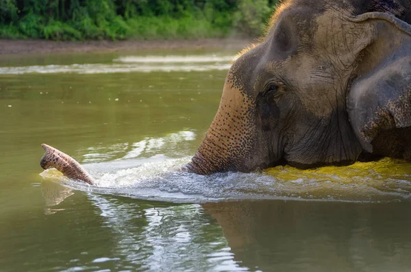 Éléphants Asie Éléphants Thaïlandais Nagent Dans Rivière — Photo