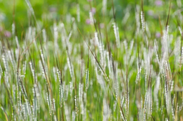 背景のぼかしが風に揺れる草原草 — ストック写真