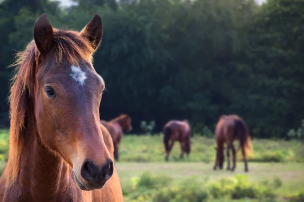 Horse Horses Farm Sunny Day — Stock Photo, Image