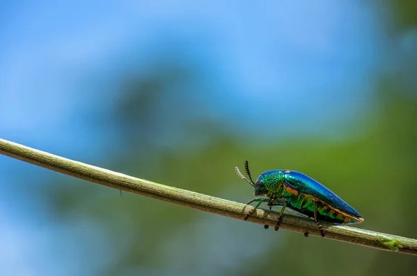 Besouro azul isolado no branco. a macro de chrysochoa fulminans do besouro  da joia fecha-se acima. buprestidae, inseto