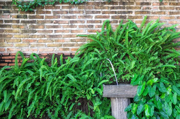 水槽和砖墙与常春藤自然 — 图库照片