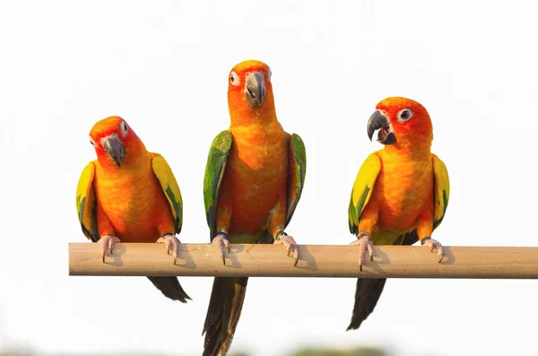 Sun Conure Papuga Krzyczy Oddział Białym Tle Białym Ścieżką Przycinającą — Zdjęcie stockowe