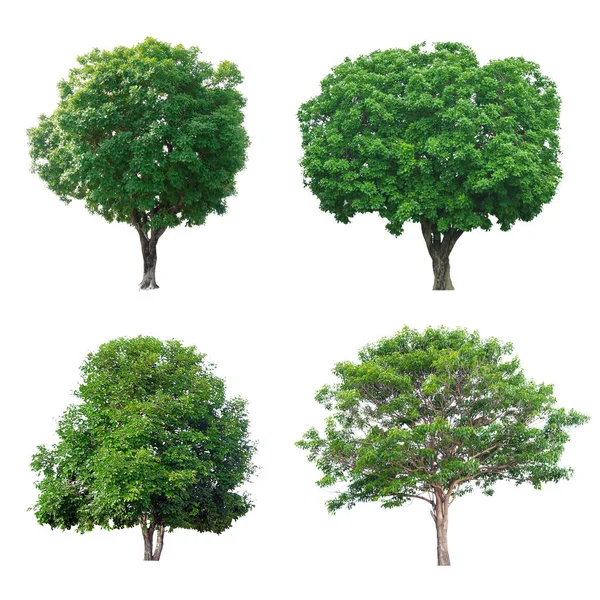 Beyaz Adam Izole Yeşil Ağaç Toplama — Stok fotoğraf