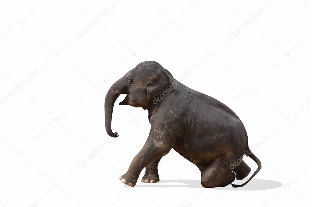 Asia elephant isolated on white with clipping path.