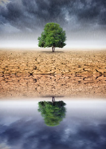 Landscape Trees Reflections Changing Environment Concept Climate Change — Stock Photo, Image